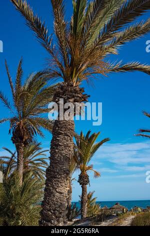 Vue sur les palmiers dattiers de la plage sur la côte méditerranéenne. Repos à la mer. Djerba, Tunisie Banque D'Images