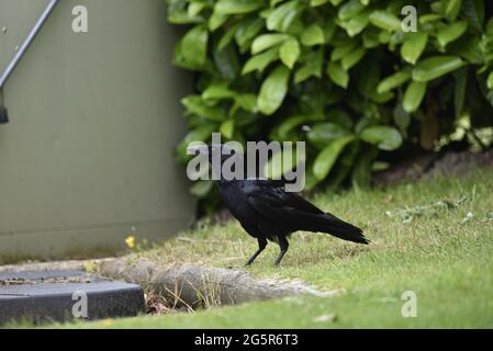 Gros plan de Carrion Crow (Corvus corone) en profil à gauche debout sur l'herbe dans un jardin en été à mi-pays de Galles, Royaume-Uni Banque D'Images