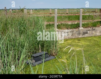 Canaux et marais de drainage de Norfolk Banque D'Images