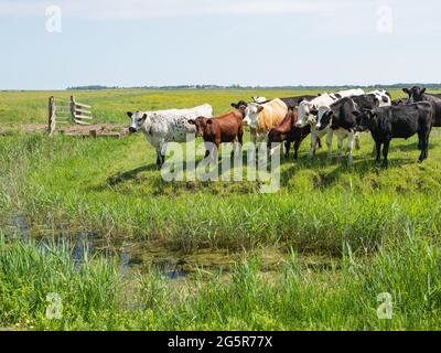 Bétail sur les marais de pâturage en été Banque D'Images