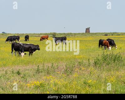 Bétail sur les marais de pâturage en été Banque D'Images