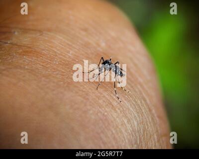 Aedes aegypti, le moustique de la fièvre jaune piquant sur un homme Banque D'Images