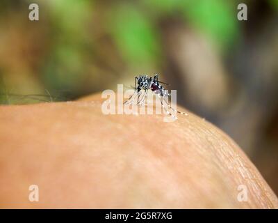 Aedes aegypti, le moustique de la fièvre jaune piquant sur un homme Banque D'Images