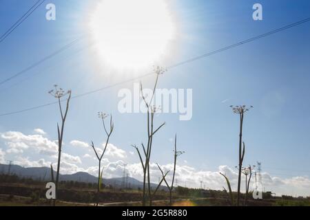 Silhouettes d'herbes sauvages et de plantes sur fond de ciel, photographie prise au printemps dans la région méditerranéenne de Baix Llobregat dans la province Banque D'Images