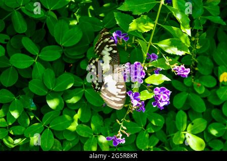 Papillon sur une fleur en votant ses ailes belle nather Banque D'Images