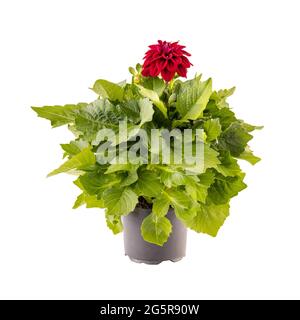 Fleur de dahlia rouge dans un pot de fleur isolé sur fond blanc Banque D'Images