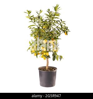 Petits arbres décoratifs fruitiers de kumquat ou Citrus japonica, isolés sur fond blanc Banque D'Images