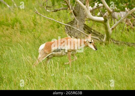 Pronghorn dans le parc national de Custer, route de la réserve naturelle à travers les prairies. Observation des animaux à Custer, Dakota du Sud, États-Unis Banque D'Images