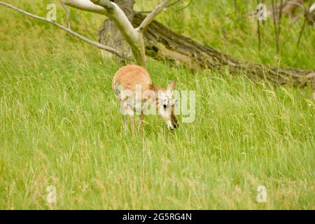Pronghorn dans le parc national de Custer, route de la réserve naturelle à travers les prairies. Observation des animaux à Custer, Dakota du Sud, États-Unis Banque D'Images