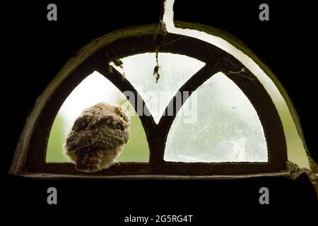 Un gros plan d'un petit hibou (Athene noctua) regardant par la fenêtre cassée d'une ancienne grange Banque D'Images