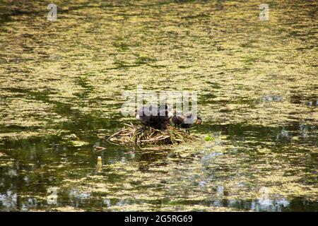 Les canards nichent sur l'eau dans un étang vert Banque D'Images