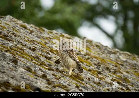 Un petit hibou (Athene noctua) vous regardant de la couverture ondulée de ciment d'amiante très abîmé. Qu'est-ce que la sagesse ? Banque D'Images