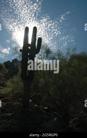 Immense Saguaro Cactus sur South Mountain Park à Phoenix silhoueté par le soleil éclatant à travers les nuages Banque D'Images