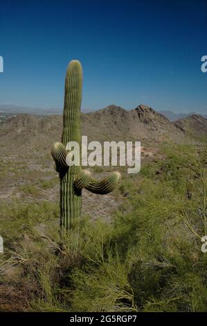 Cactus saguaro multi-armé entouré par Palo Verde sur la montagne du Sud à Phoenix avec un ciel bleu profond Banque D'Images