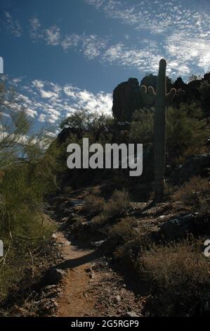 Saguaro sur la pente à côté de la piste usée sur South Mountain Banque D'Images