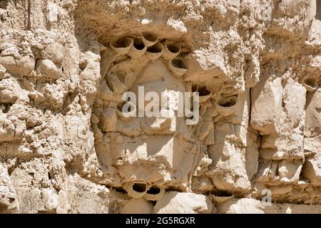 Hirondelles de falaise nichant dans le parc national des Badlands parmi les Buttes érodées et les Pinnacles dans le Dakota du Sud, États-Unis Banque D'Images