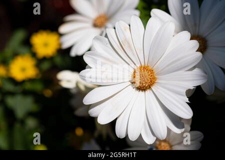 Une brillante Marguerite blanche avec un centre jaune dans un jardin anglais. Banque D'Images