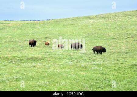 Bisons paître dans le parc national Custer sur la route de la faune à travers les prairies. Observation des animaux à Custer, Dakota du Sud, États-Unis Banque D'Images