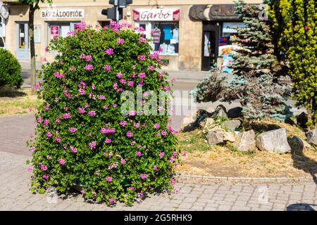 Fleurs en pot, pélargonium à feuilles d'ivy ou géranium en cascade (Pelargonium peltatum) décorant la rue, Sopron, Hongrie Banque D'Images