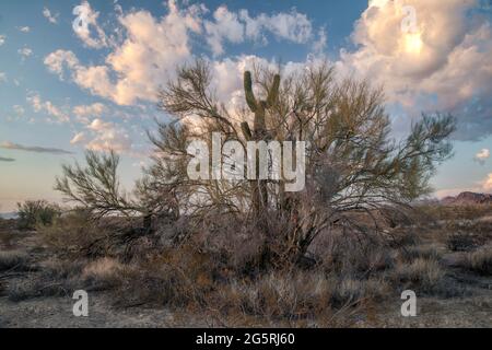 Etats-Unis, Sud-Ouest, Arizona, montagnes Kofa, Palo Verde en sécheresse Banque D'Images