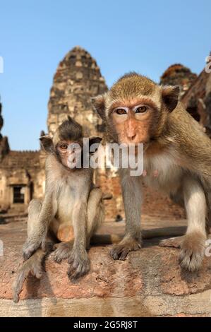 Asie du Sud-est, Thaïlande, Loppburi, Phra Prang Sam Yod, ruines, singe Banque D'Images