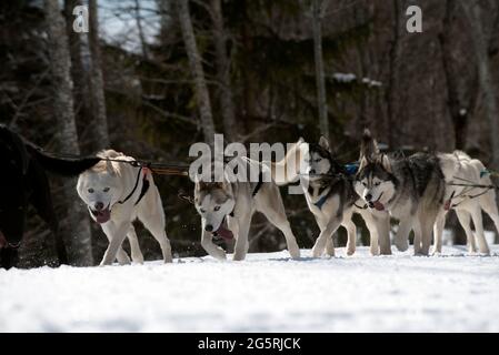 France, haute-Savoie (74), Alpes, mushing avec chiens de traîneau Banque D'Images