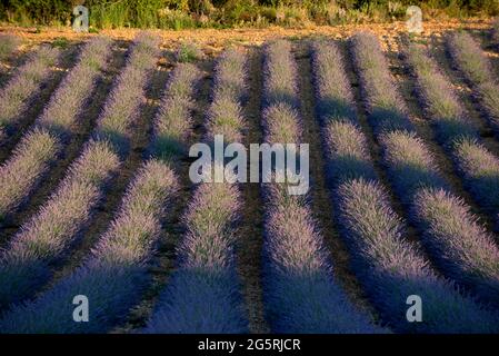 France, Alpes de haute Provence (04), plateau de Valensole, champs de lavande (Lavandula sp.) au coucher du soleil Banque D'Images