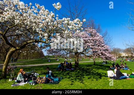 Angleterre, Londres, Regent's Park, Groupe de jeunes pique-niques sous le cerisier Banque D'Images