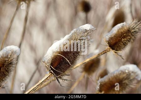 Wilde Karde, Dipsacus fullonum, Dipsaccaceae, Fruchstand, Schnee, EIS, Blume, Pflanze, à Buntbrache, parc naturel Klettgau, Kanton Schaffhausen, Suisse Banque D'Images