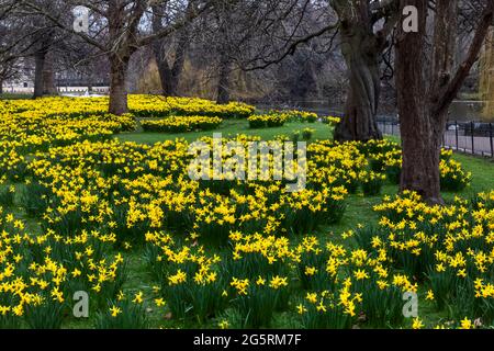 Angleterre, Londres, Westminster, St. James's Park, jonquilles au printemps Banque D'Images