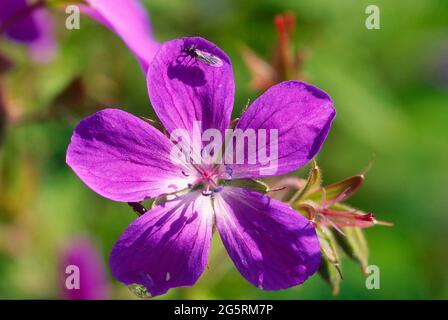 Wald-Storchschnabel, Geranium sylvaticum, Geraniaceae, Blüte, détail, Blume, Pflanze, Fliege SPEC., Insekt, Tier, Buskerud, Norwegen Banque D'Images