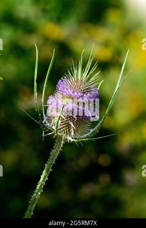 Wilde Karde, Dipsacus fullonum, Dipsaccaceae, Blütenstand, Blume, Pflanze, à Buntbrache, Naturpark Klettgau, Kanton Schaffhausen, Suisse Banque D'Images