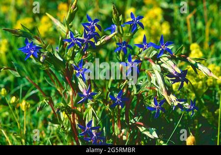 Schnee-Enzian, Gentiana nivalis, Gentianacea, Blüten, Alpenblume, Pflanze, Alpen, Kanton Graubünden, Suisse Banque D'Images