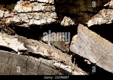 Rötelmaus, Myodes glareolus, Cricetidae, Maus, Säugetier, Tier, Nagetier, dans Holzstapel, BEI Glaris, Kanton Glaris, Suisse Banque D'Images