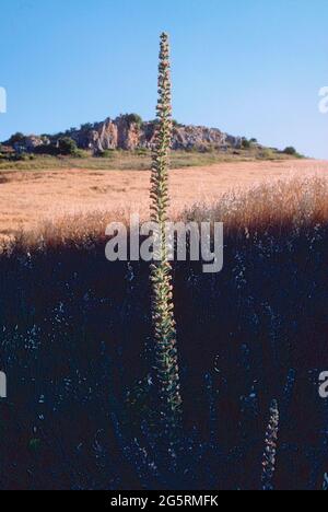 Italienischer Natternkopf, Echium italicum, Boraginaceae, Blütenstand, Blume, Pflanze, espagnol Banque D'Images