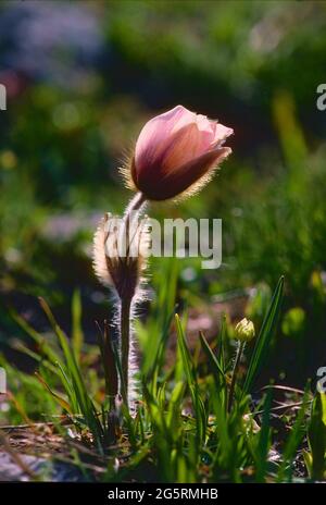 Fühlings-Anemone, Pulsatilla vernalis, Ranunculaceae, Blüte, Blume, Pflanze, Alpen, Kanton Wallis, Schweiz Banque D'Images