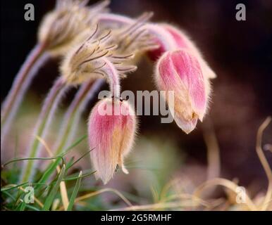 Fühlings-Anemone, Pulsatilla vernalis, Ranunculaceae, Blüte, Blume, Pflanze, Ameise, Insekt, Tier, Kanton Graubünden, Suisse Banque D'Images