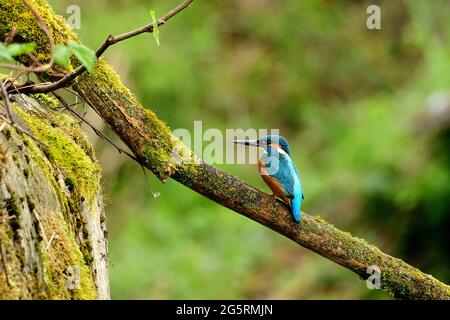 Eisvogel, Alcedo atthis, Alcedinidae, Männchen, Vogel, Tier, la Sauge, Naturreservat, Feuchtgebiet, Cudrefin, Kanton Waadt, Suisse Banque D'Images