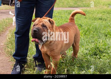 Shar Pei aux cheveux rouges sur un terrain vert lors d'un spectacle canin. Chiot domestique pour une promenade avec le propriétaire sur l'herbe verte. Chiot rouge de race. Reproduction et cari Banque D'Images