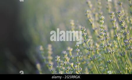 Jeunes fleurs de lavande fraîches. Magnifique arrière-plan nature. Gros plan détaillé sur les fleurs de lavande. Concept de cosmétiques, aromathérapie, parfum et ess Banque D'Images