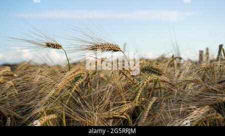 Champ d'avoine sain. Concept de production alimentaire et d'agriculture. Authentique, les oreilles d'avoine sont en gros plan. L'image a été prise au coucher du soleil à l'heure d'or. Banque D'Images