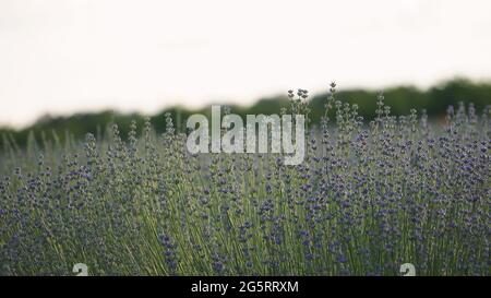 Jeunes fleurs de lavande fraîches. Magnifique arrière-plan nature. Gros plan détaillé sur les fleurs de lavande. Concept de cosmétiques, aromathérapie, parfum et ess Banque D'Images