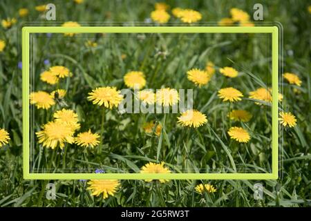 un cadre avec des fleurs de pissenlit. Banque D'Images