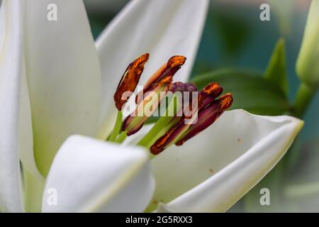 nénuphars , nénuphars dans la lentille, fleurs blanches Banque D'Images