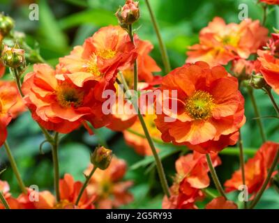 Gros plan sur les fleurs rouge-orange du Geum vivace et robuste de la longue floraison 'Scarlet Tempest' Banque D'Images