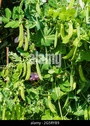 Gousses mûres et mûres du premier pois du jardin Pisum sativum 'Metéor' Banque D'Images