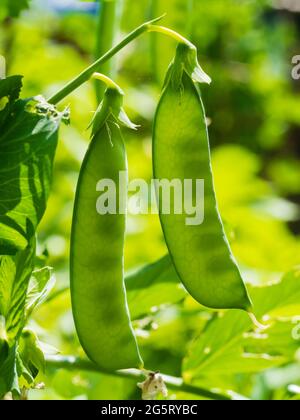 Les gousses rétro-éclairées du premier petit pois de jardin Pisum sativum 'Metéor' avec des pois ombrageux se développant à l'intérieur Banque D'Images