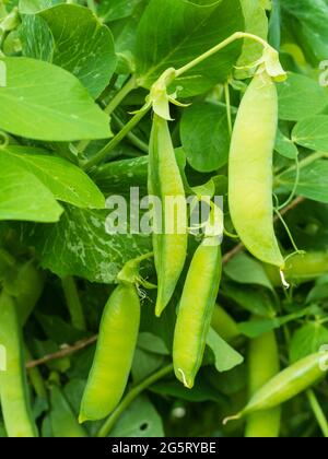 Gousses mûres et mûres du premier pois du jardin Pisum sativum 'Metéor' Banque D'Images