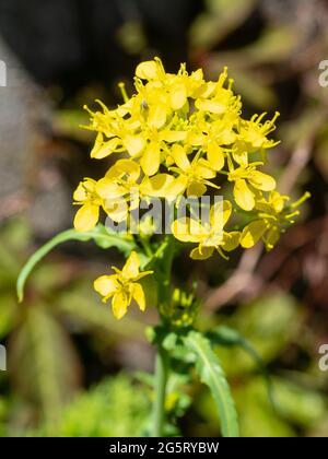 Fleurs jaunes de la salade biologique mizuna, Brassica rapa var. Japonica Banque D'Images