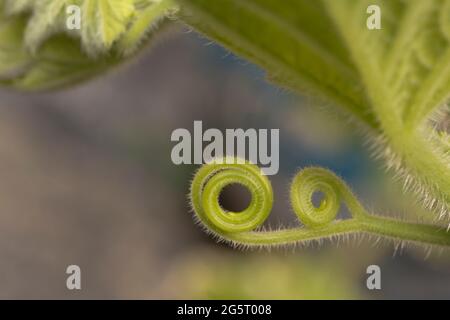 Détail d'une épidémie dans une plante de citrouille aux couleurs vives - photo macro. Noyer cendré Banque D'Images